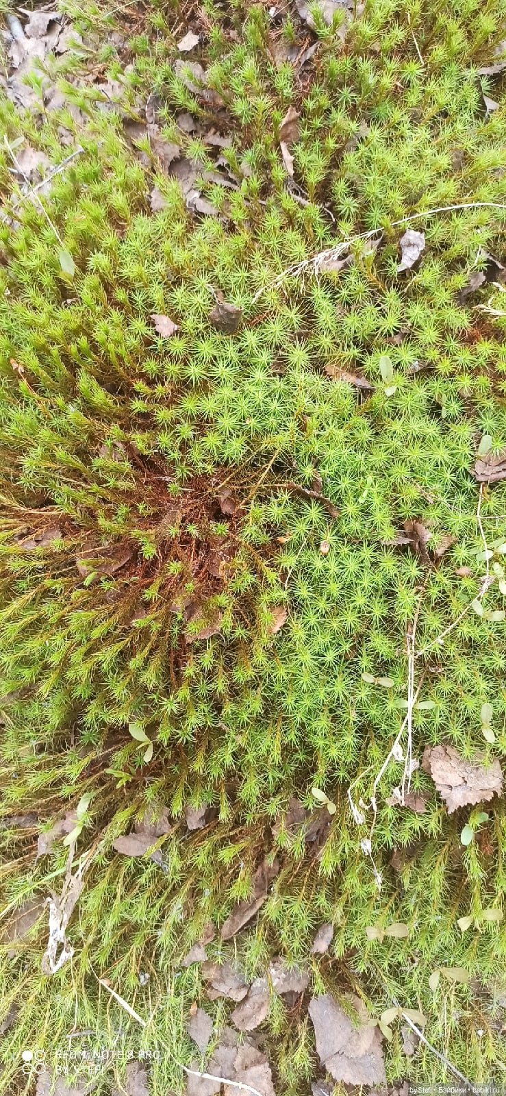 По дороге с облаками... 12 июня 2021. Заполярье. Приглашаю прогуляться. Часть 1