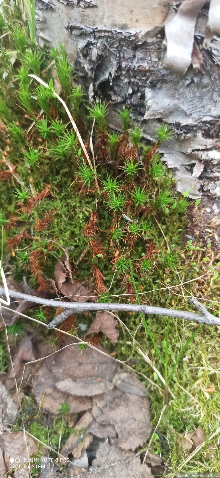По дороге с облаками... 12 июня 2021. Заполярье. Приглашаю прогуляться. Часть 1