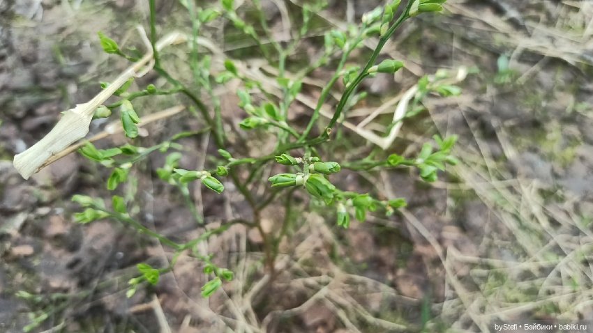По дороге с облаками... 12 июня 2021. Заполярье. Приглашаю прогуляться. Часть 1