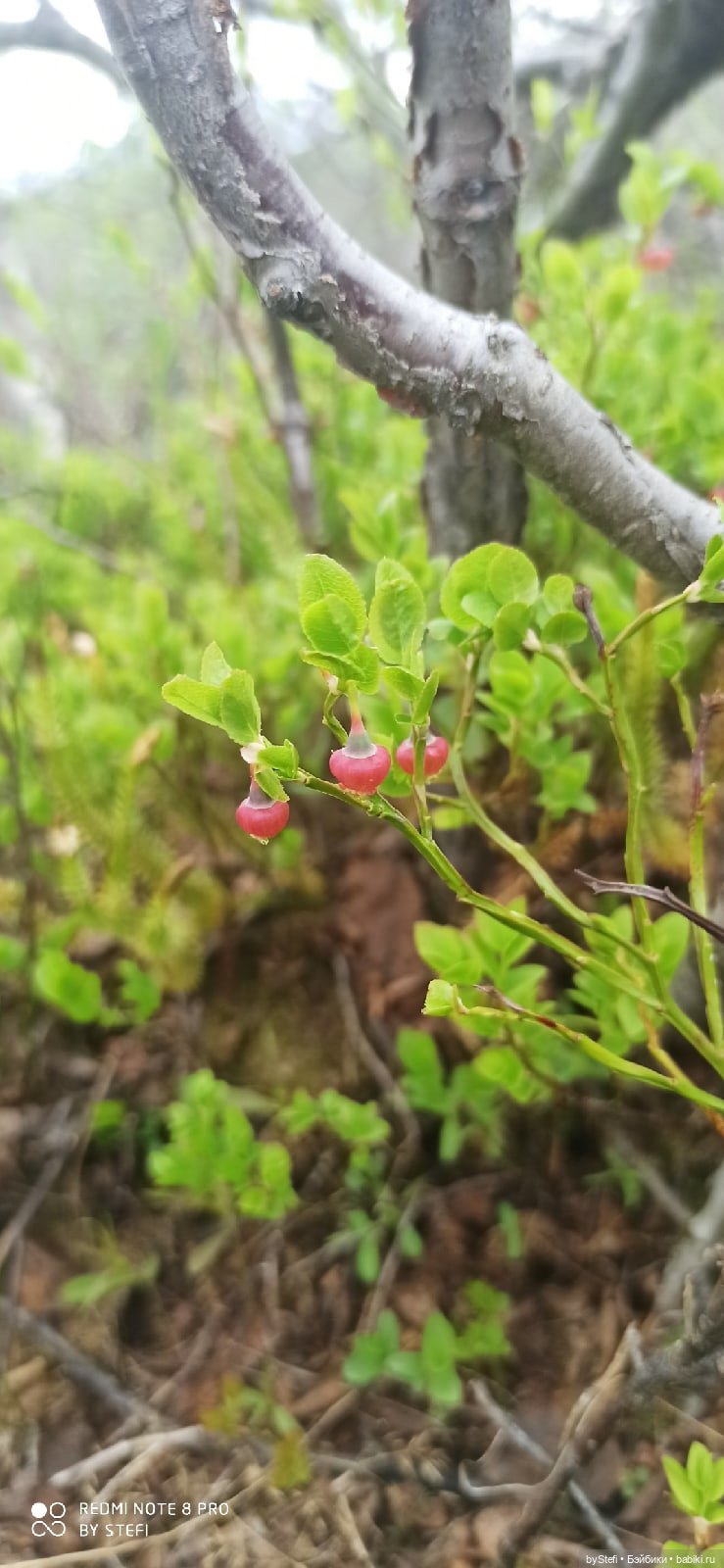 По дороге с облаками... 12 июня 2021. Заполярье. Приглашаю прогуляться. Часть 1
