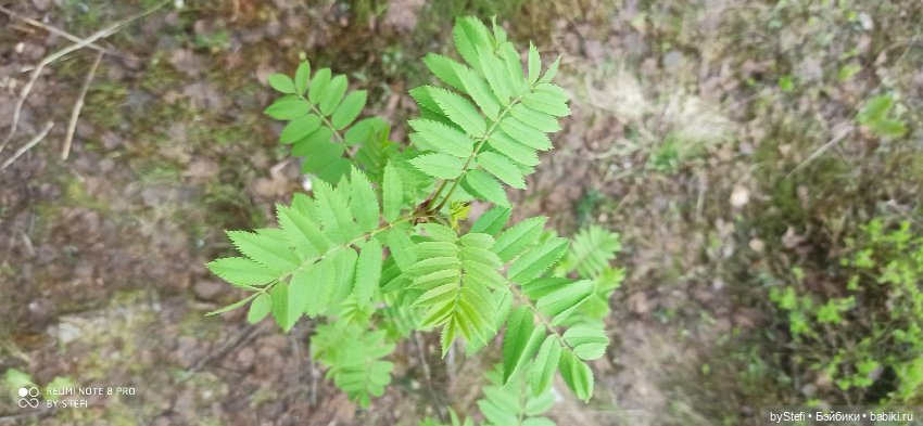 По дороге с облаками... 12 июня 2021. Заполярье. Приглашаю прогуляться. Часть 1