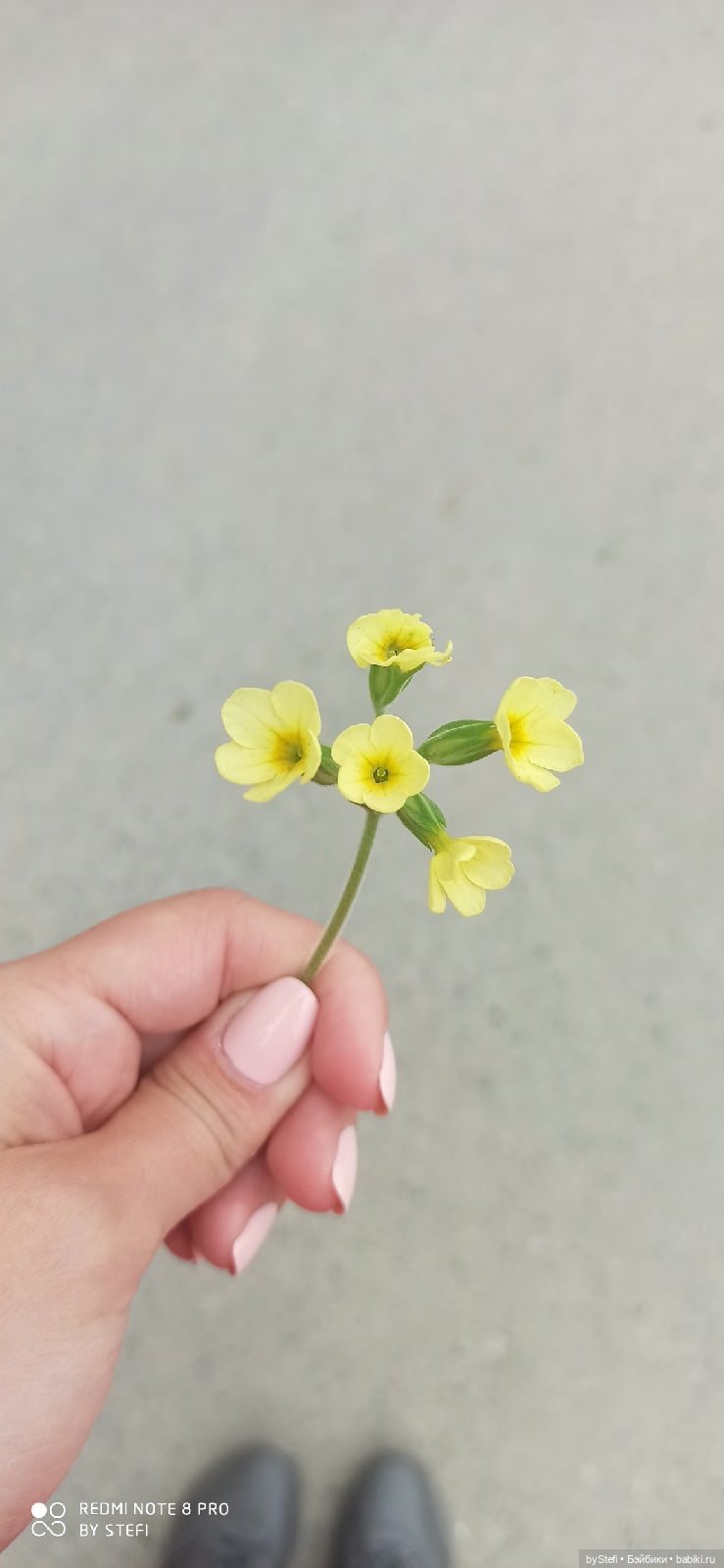 По дороге с облаками... 12 июня 2021. Заполярье. Приглашаю прогуляться. Часть 1 (фото 9)