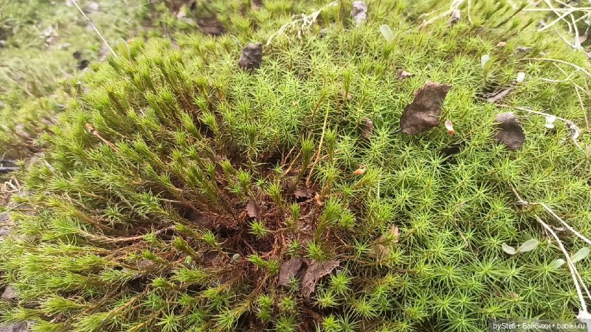 По дороге с облаками... 12 июня 2021. Заполярье. Приглашаю прогуляться. Часть 1