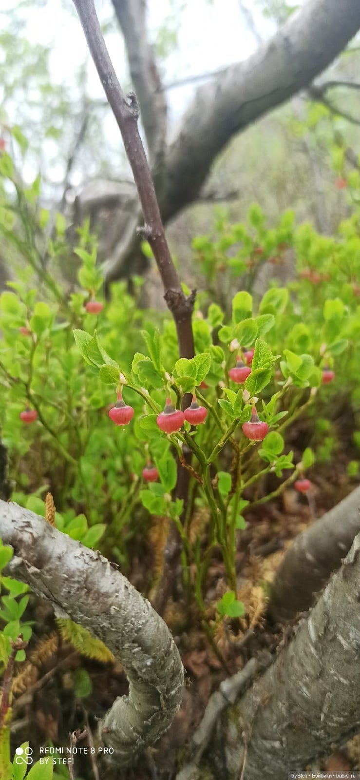 По дороге с облаками... 12 июня 2021. Заполярье. Приглашаю прогуляться. Часть 1