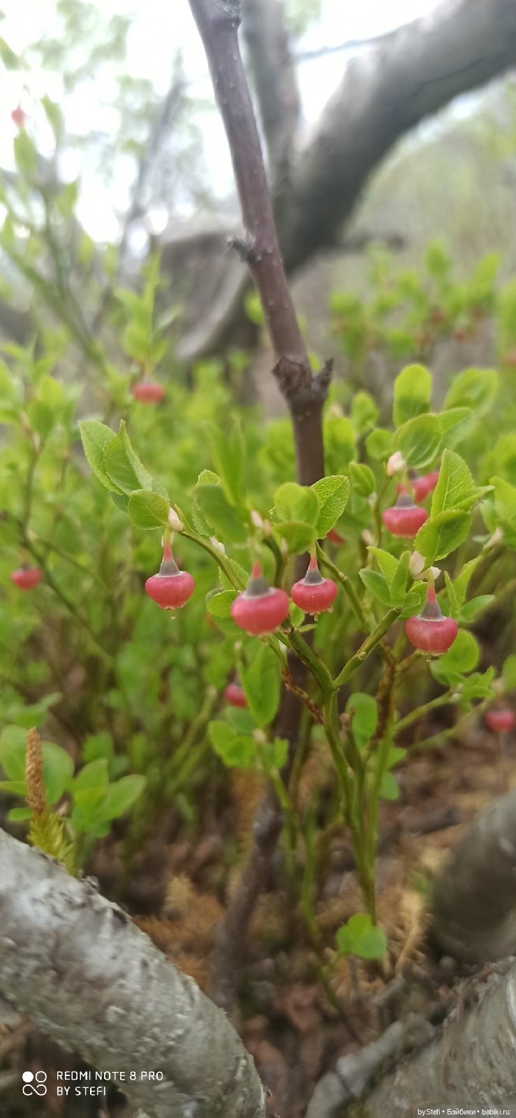 По дороге с облаками... 12 июня 2021. Заполярье. Приглашаю прогуляться. Часть 1