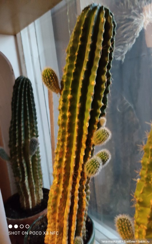 Мишка гармонист — Игрушки СССР и советского детства: резиновые