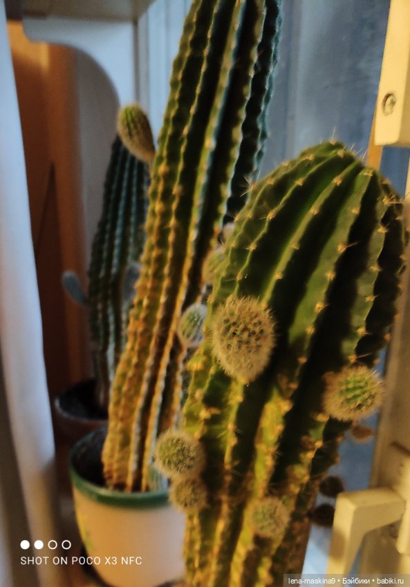 Мишка гармонист — Игрушки СССР и советского детства: резиновые