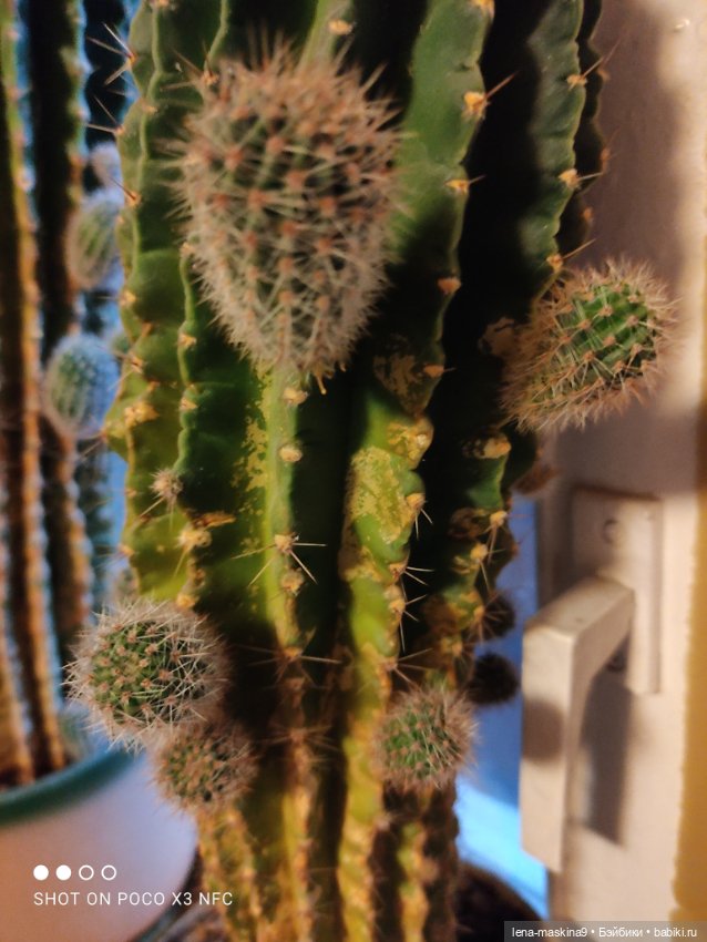 Мишка гармонист — Игрушки СССР и советского детства: резиновые