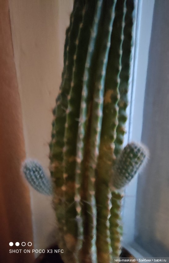 Мишка гармонист — Игрушки СССР и советского детства: резиновые