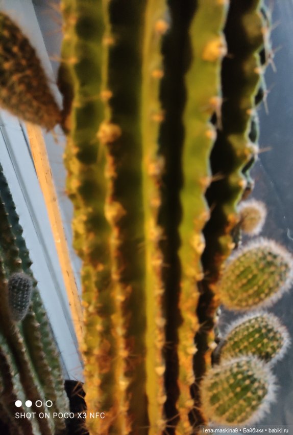 Мишка гармонист — Игрушки СССР и советского детства: резиновые