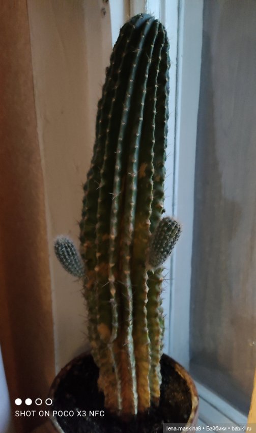 Мишка гармонист — Игрушки СССР и советского детства: резиновые