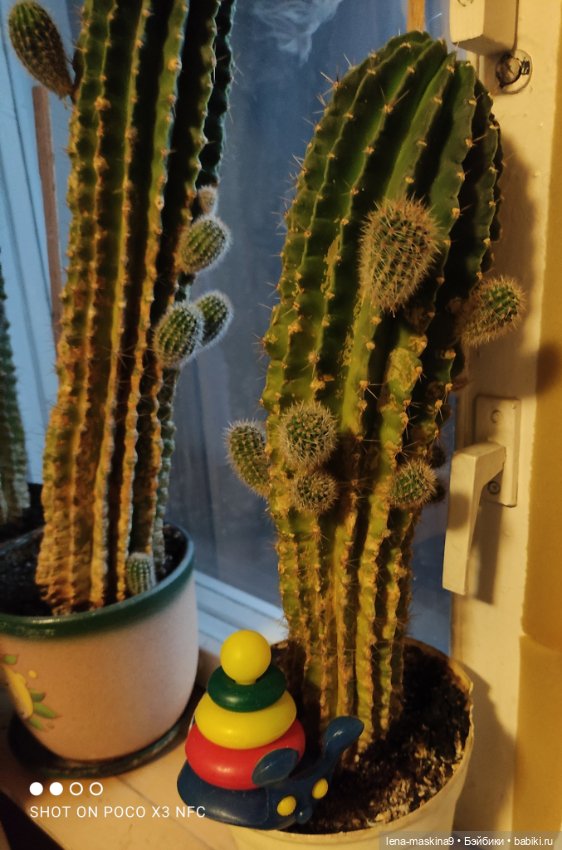 Мишка гармонист — Игрушки СССР и советского детства: резиновые