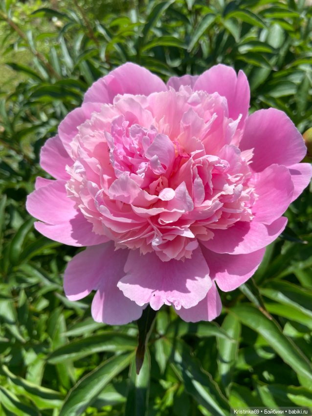 Здравствуй лето! Здравствуй дача. 1 часть (фото 4)