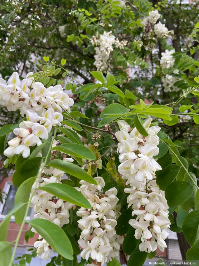 Здравствуй лето! Здравствуй дача. 1 часть (фото 7)