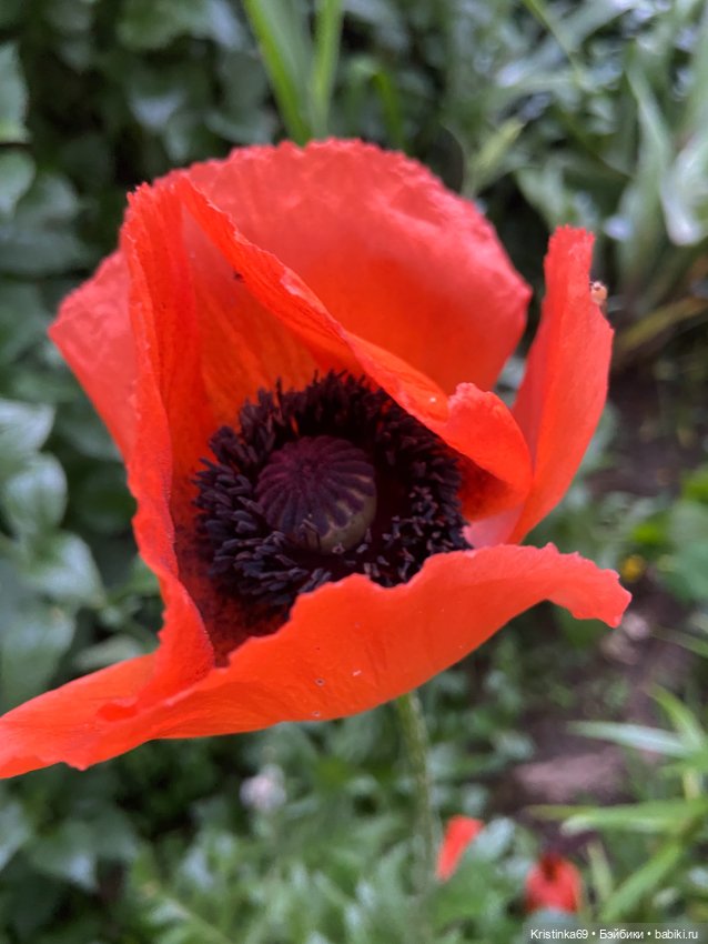 Здравствуй лето! Здравствуй дача. 1 часть (фото 8)