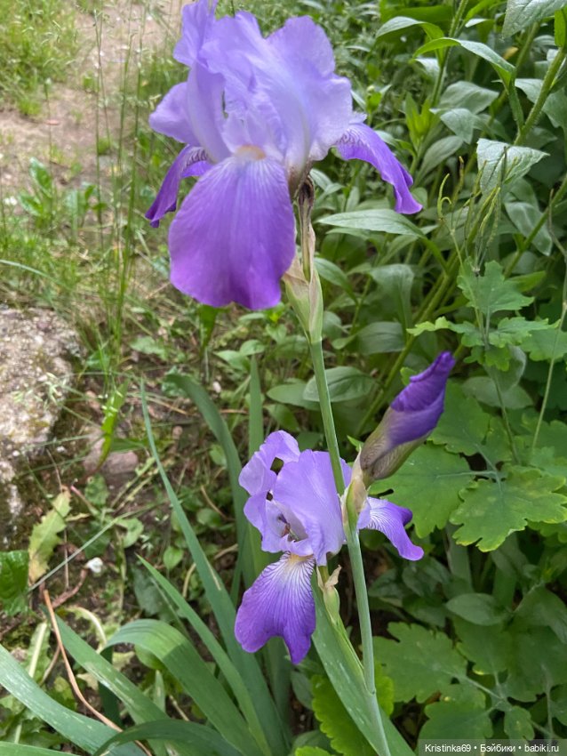 Здравствуй лето! Здравствуй дача. 1 часть