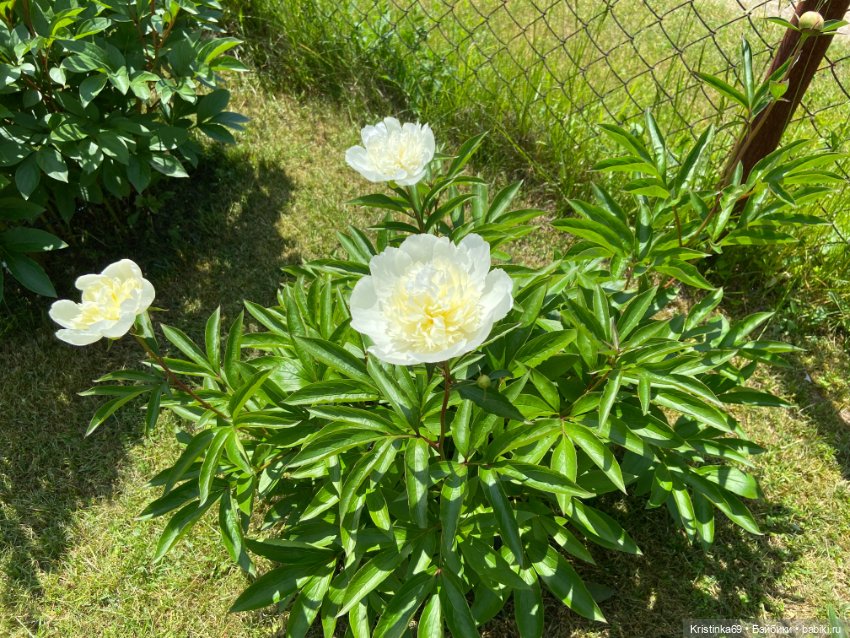 Здравствуй лето! Здравствуй дача. 1 часть (фото 2)