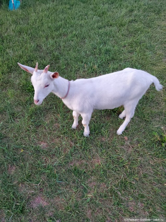 Как Саша за козами ездила (фото 5)