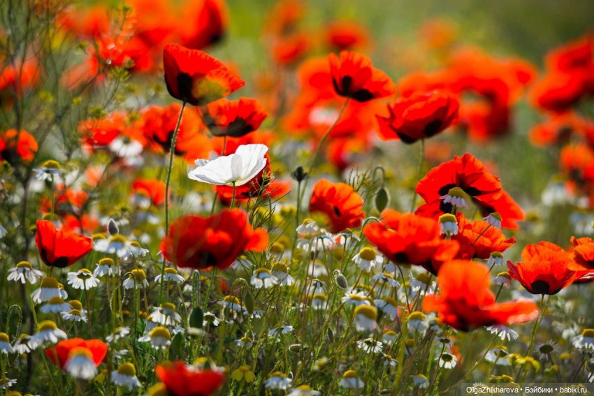 А у нас пополнение, приехала моя Любимушка - Лоретта от Zwergnase