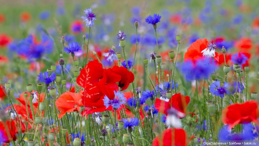 А у нас пополнение, приехала моя Любимушка - Лоретта от Zwergnase