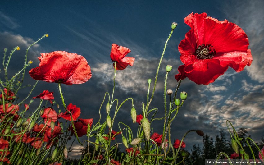 А у нас пополнение, приехала моя Любимушка - Лоретта от Zwergnase