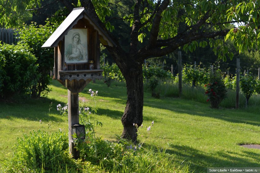 "Штирийская" Тоскана и кидзик на прогулке