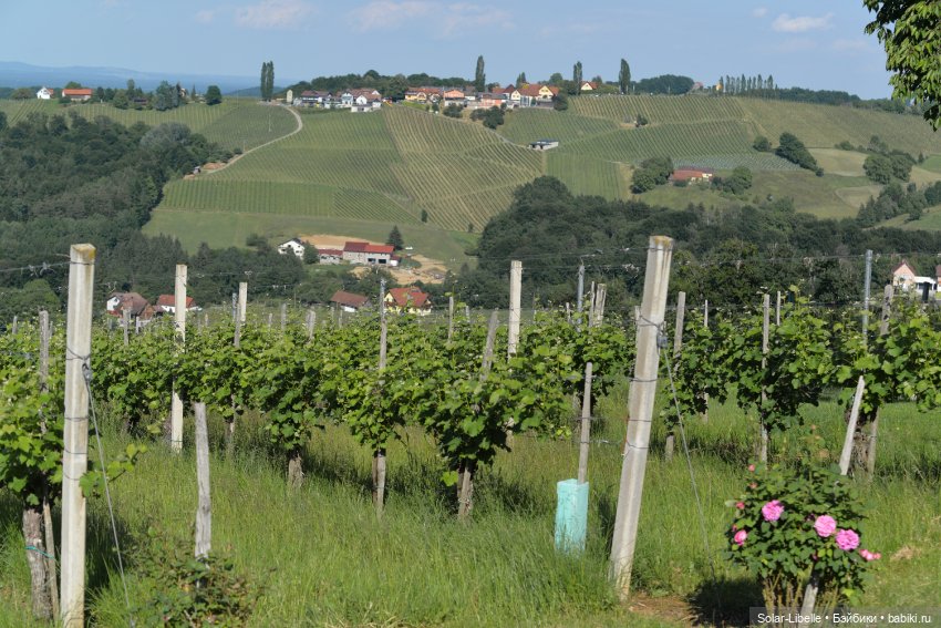 "Штирийская" Тоскана и кидзик на прогулке