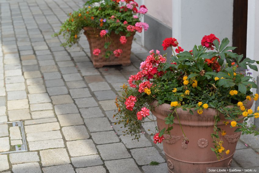 "Штирийская" Тоскана и кидзик на прогулке