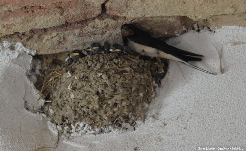 "Штирийская" Тоскана и кидзик на прогулке