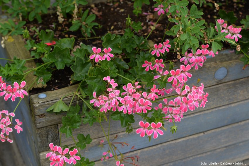 "Штирийская" Тоскана и кидзик на прогулке