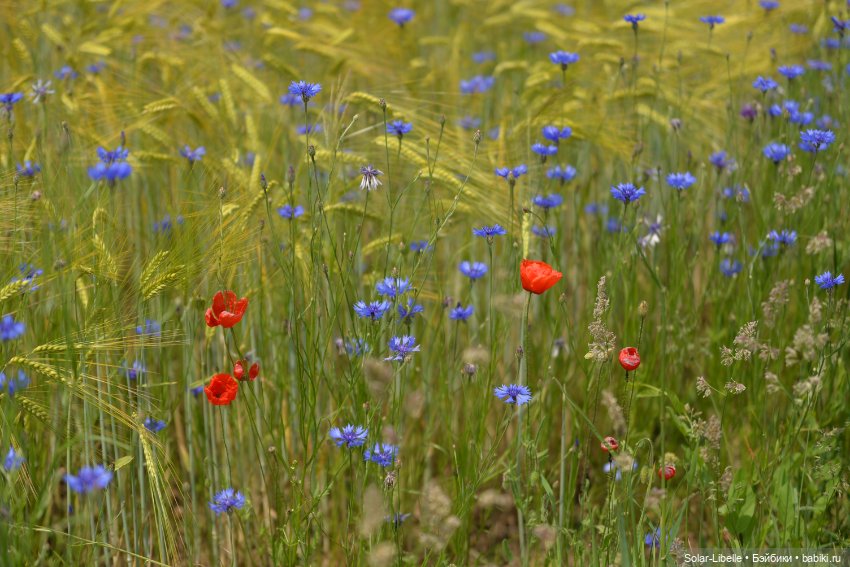 "Штирийская" Тоскана и кидзик на прогулке (фото 5)