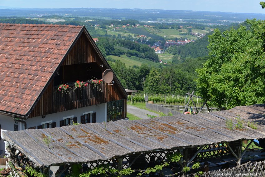 "Штирийская" Тоскана и кидзик на прогулке
