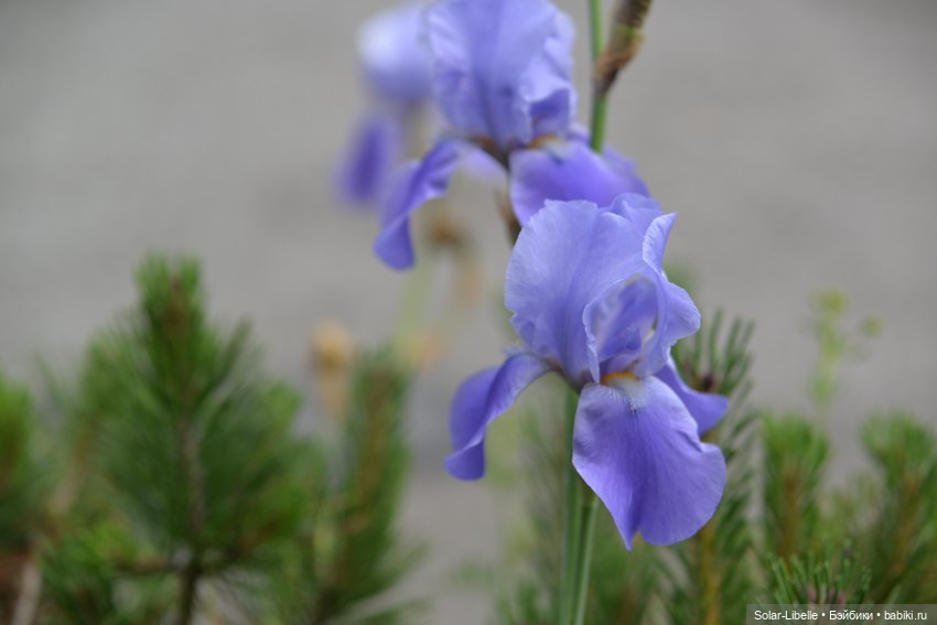 "Штирийская" Тоскана и кидзик на прогулке