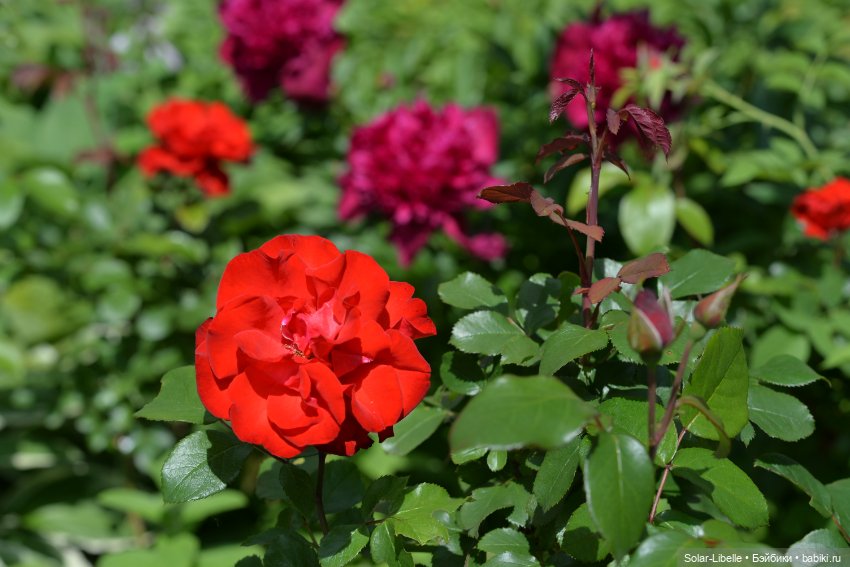 "Штирийская" Тоскана и кидзик на прогулке (фото 9)