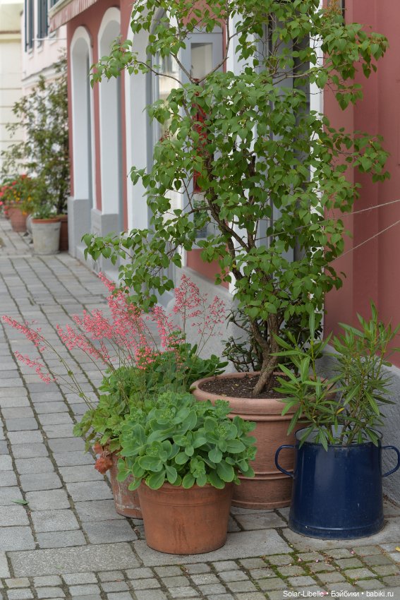 "Штирийская" Тоскана и кидзик на прогулке