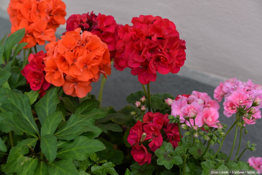 "Штирийская" Тоскана и кидзик на прогулке