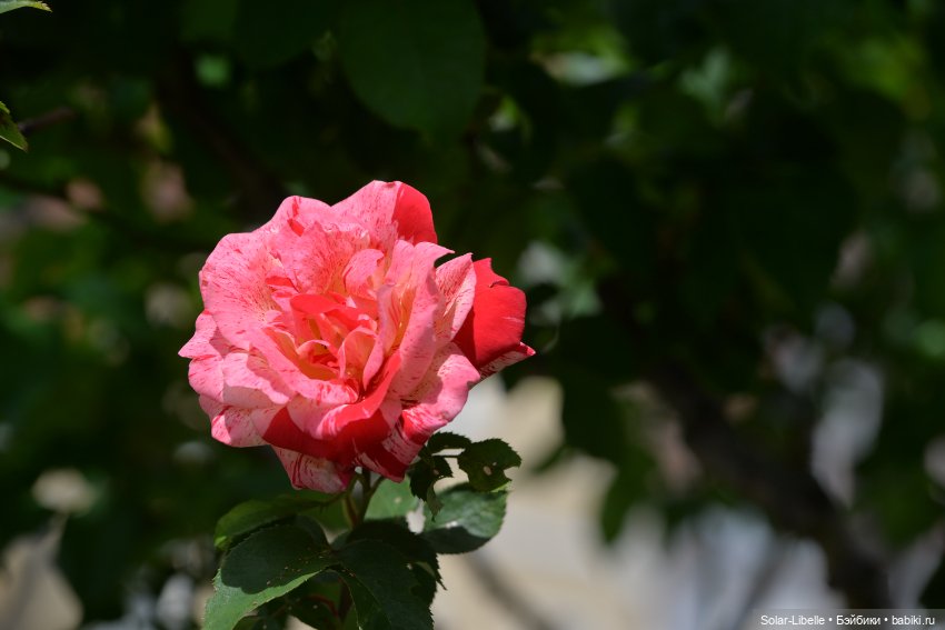 "Штирийская" Тоскана и кидзик на прогулке (фото 10)