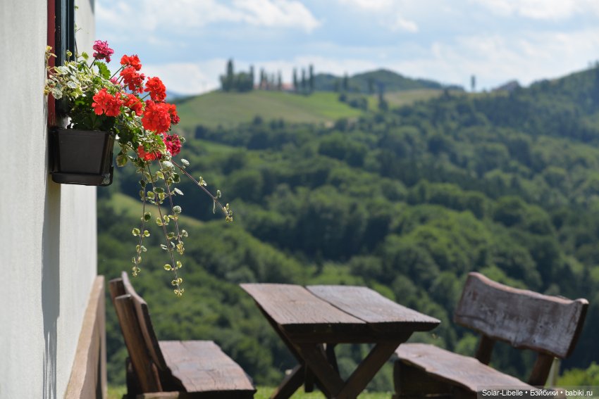"Штирийская" Тоскана и кидзик на прогулке