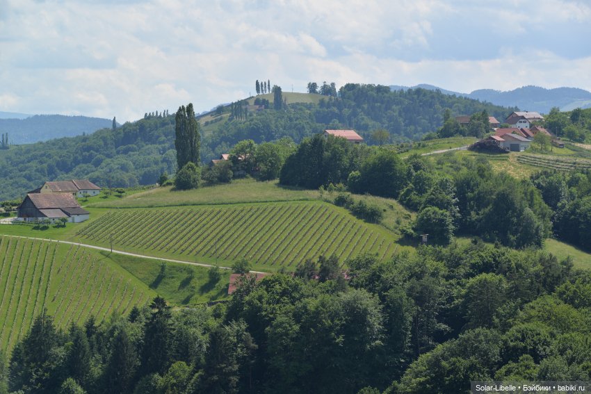 "Штирийская" Тоскана и кидзик на прогулке