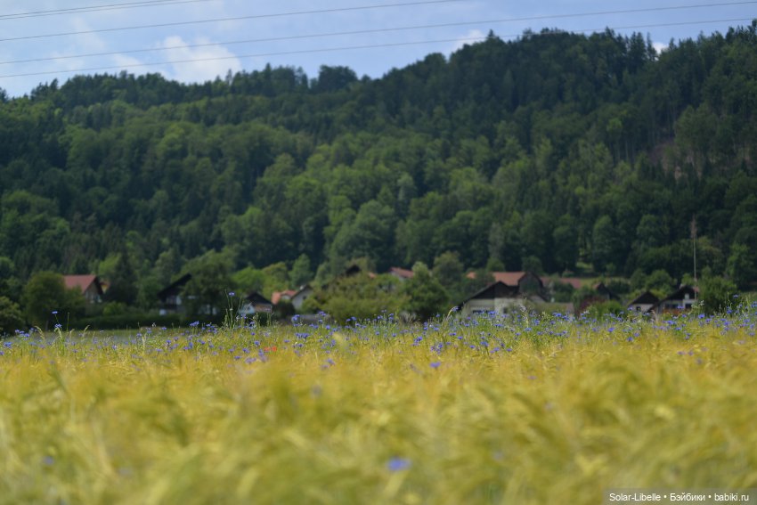 "Штирийская" Тоскана и кидзик на прогулке (фото 6)