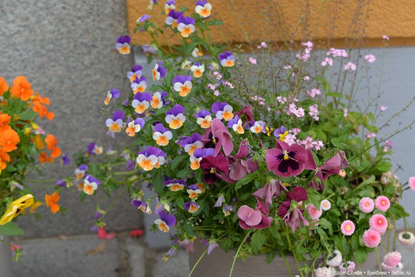 "Штирийская" Тоскана и кидзик на прогулке