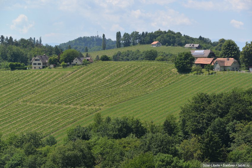 "Штирийская" Тоскана и кидзик на прогулке