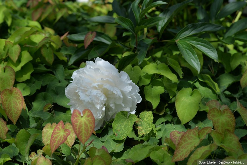 "Штирийская" Тоскана и кидзик на прогулке