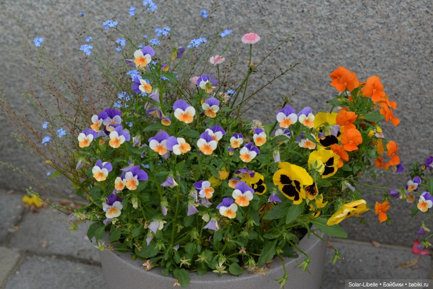 "Штирийская" Тоскана и кидзик на прогулке