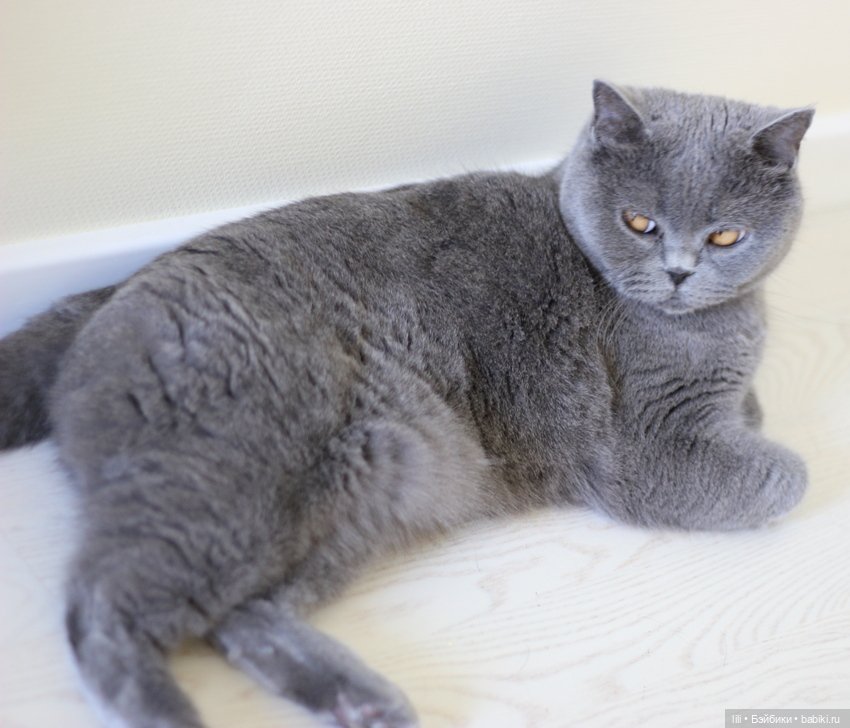 Моя новая девочка Zwergnase (фото 5)