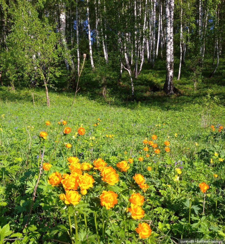 Волшебный Алтай. Часть 1 — Туризм и путешествия: фотоотчеты из поездок (фото 4)
