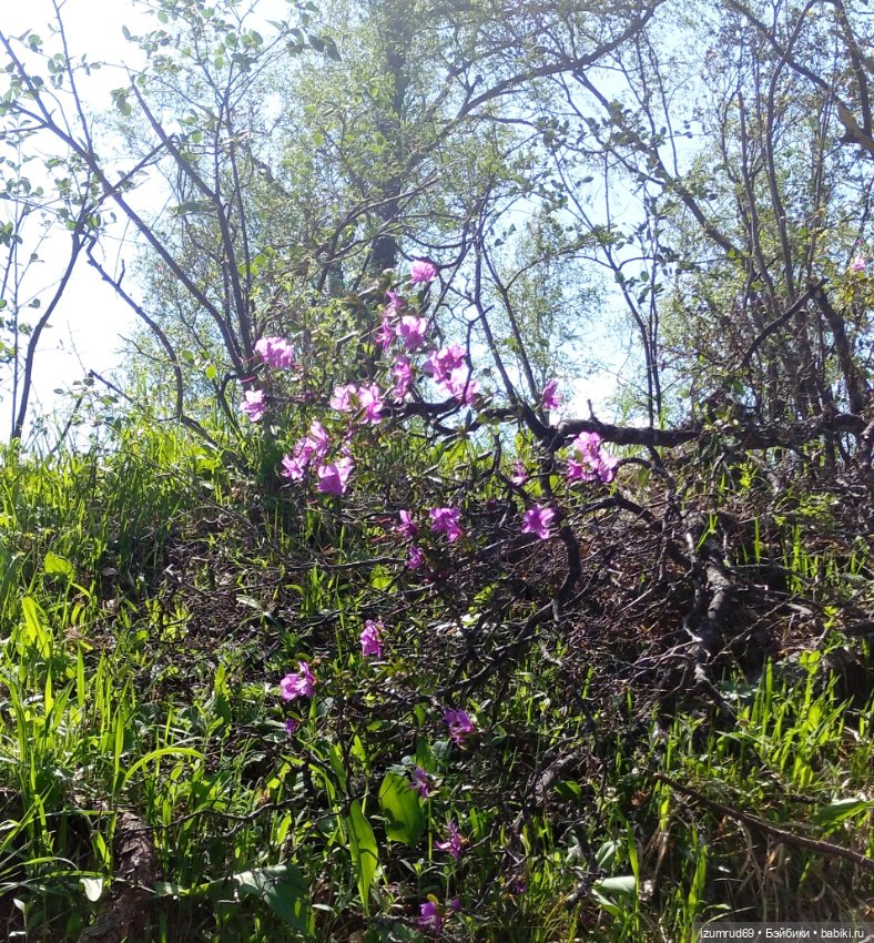 Волшебный Алтай. Часть 2 — Туризм и путешествия: фотоотчеты из поездок