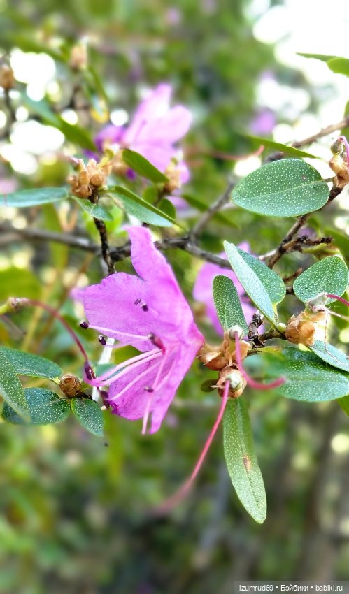 Волшебный Алтай. Часть 2 — Туризм и путешествия: фотоотчеты из поездок