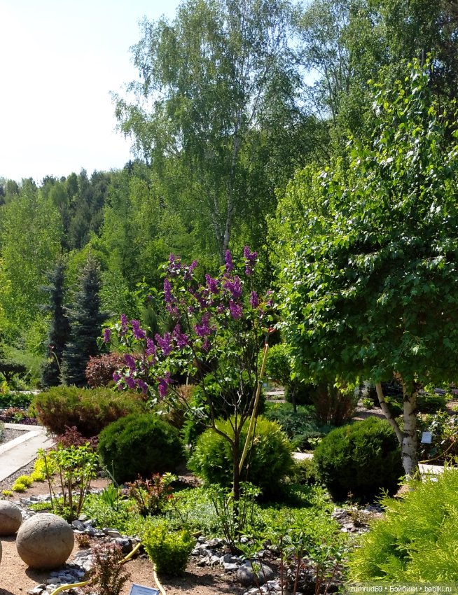 Волшебный Алтай. Часть 3 — Туризм и путешествия: фотоотчеты из поездок (фото 8)