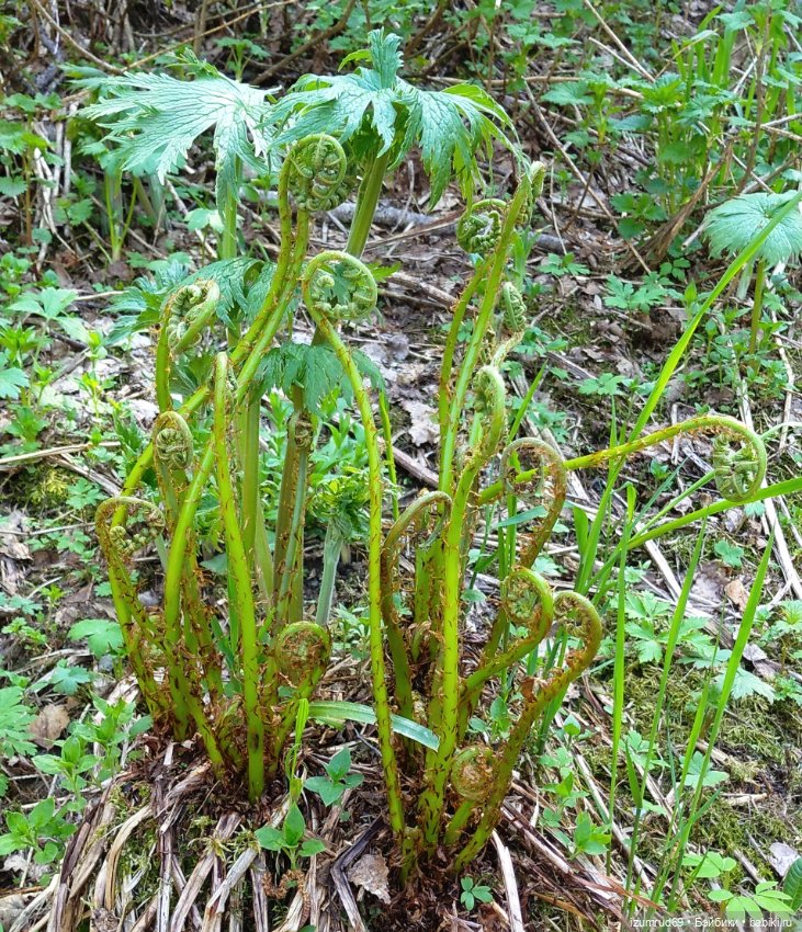 Волшебный Алтай. Часть 2 — Туризм и путешествия: фотоотчеты из поездок